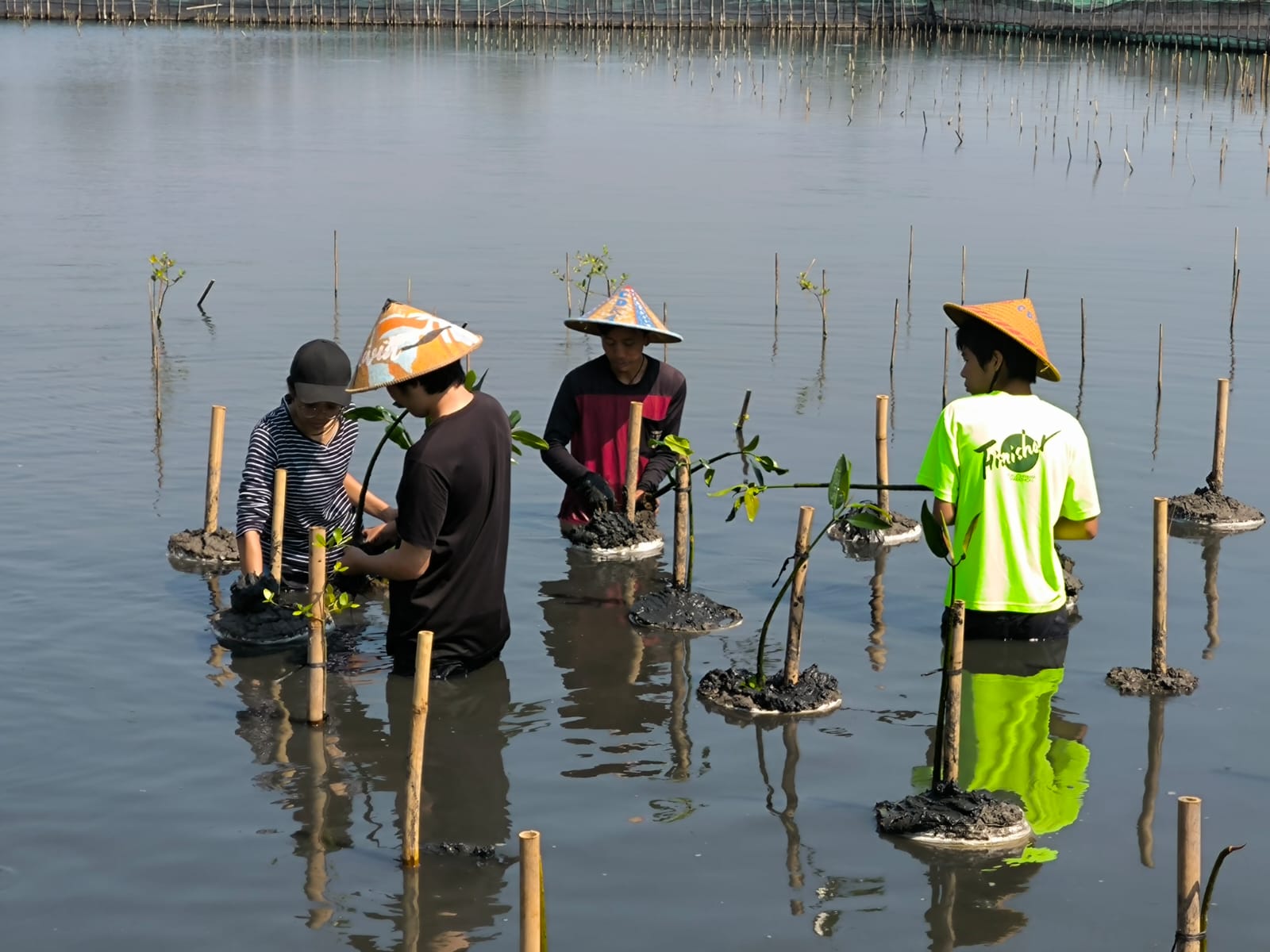 wisata alam mangrove